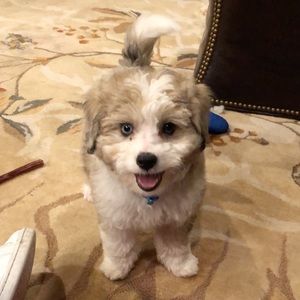 Meet your Posher, Ella